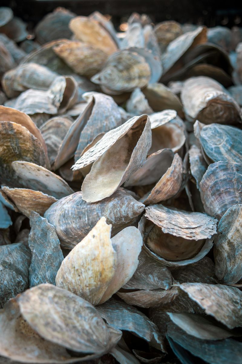 Hilton Head Oyster Roast