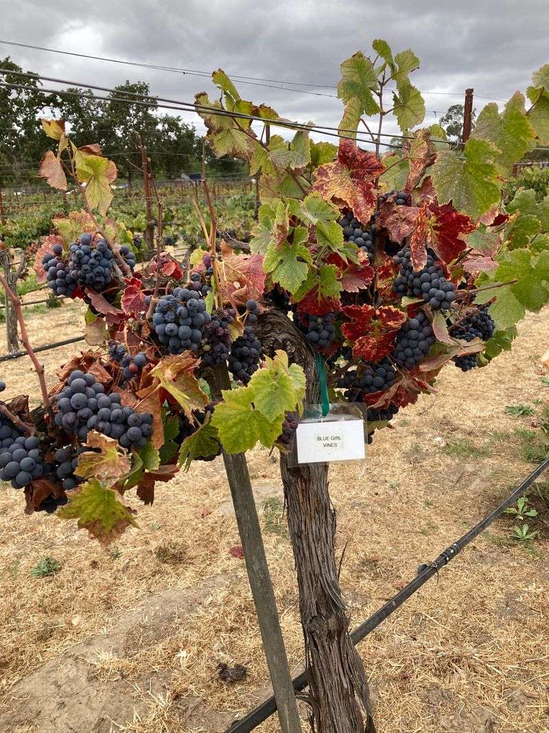 Wine Country Weekend Loop