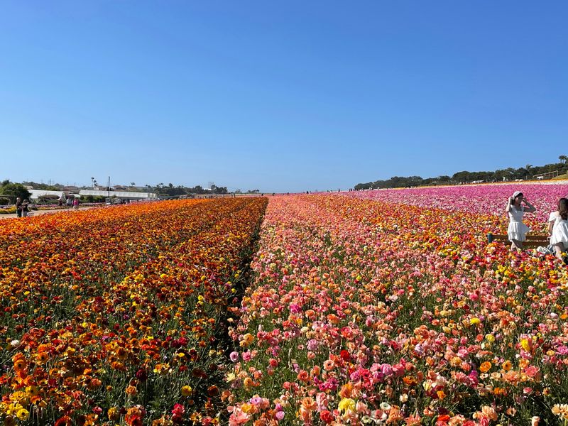 Advance Ticket Purchase Required