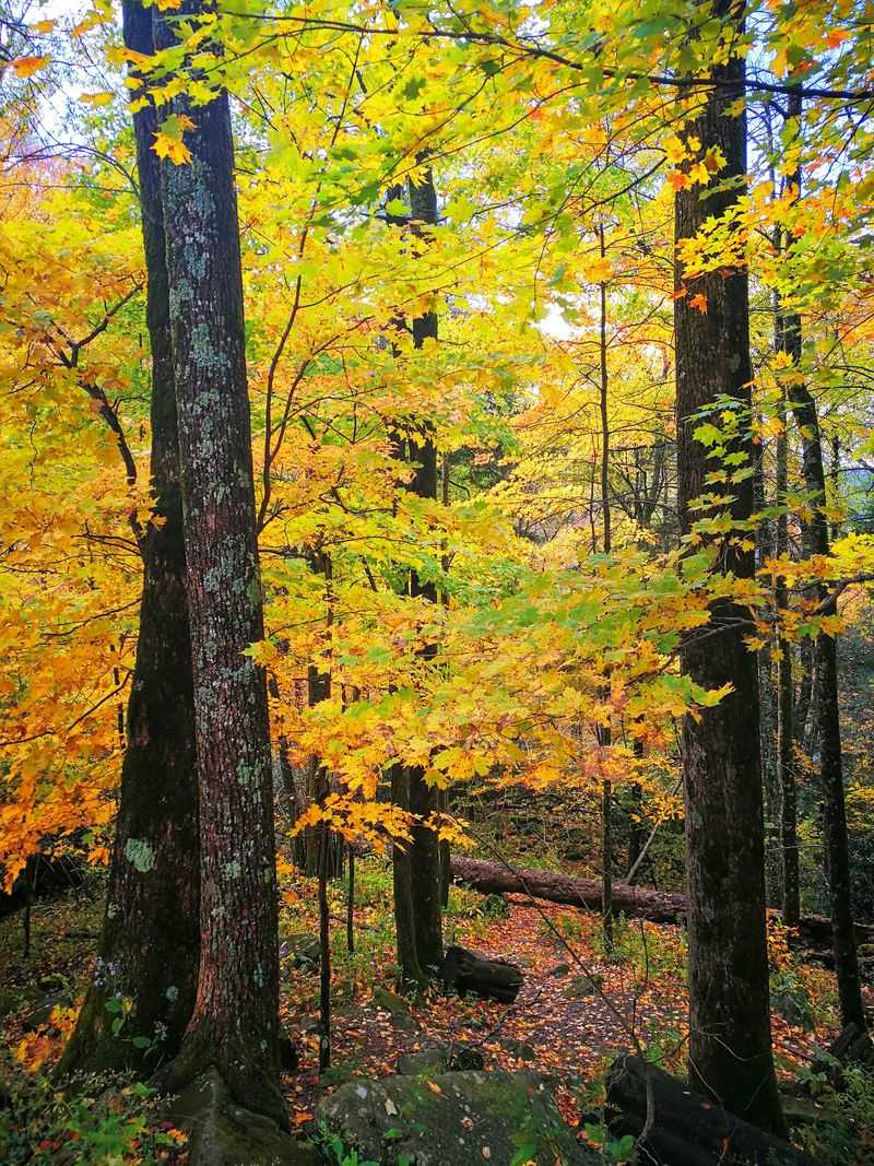 Unique Ecosystems Found Nowhere Else