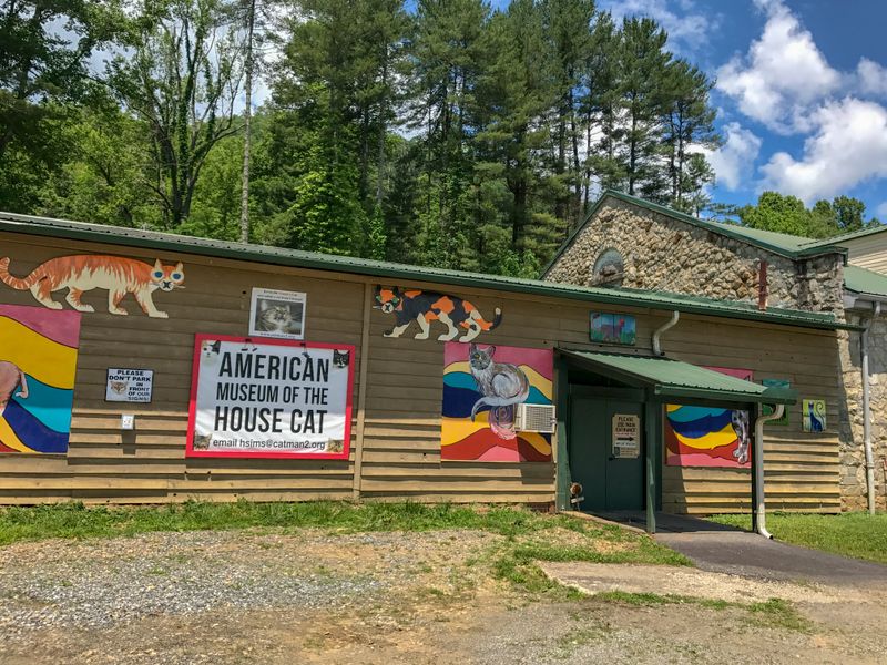 A Surprisingly Charming Cat Museum Is Hiding In North Carolina - Decor Hint Three Friendly Resident Cats As Living Exhibits