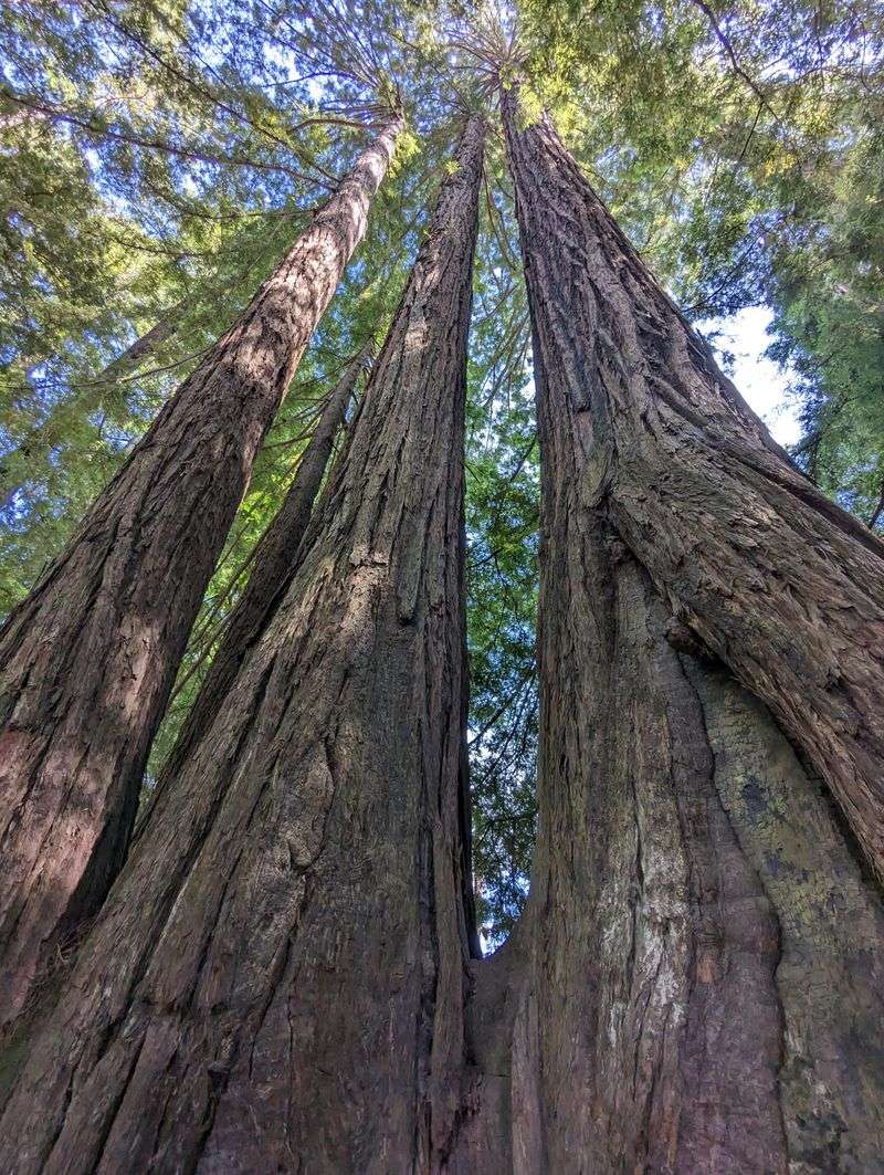 15 Epic California Road Trips You Need To Take That Belong On Your Bucket List - Decor Hint Redwood National And State Parks Drive