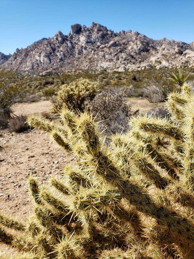 Mojave Desert Landscapes