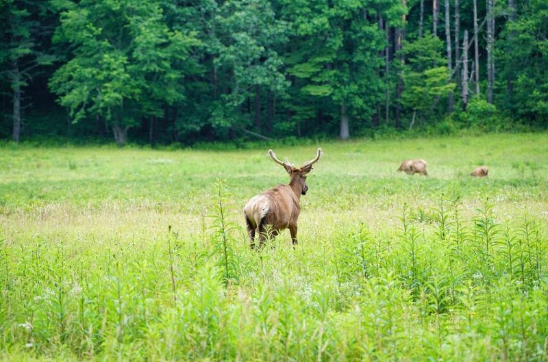 Discover The Best Of North Carolina's Smoky Mountains - Decor Hint Cataloochee Valley: Where Elk Roam Free