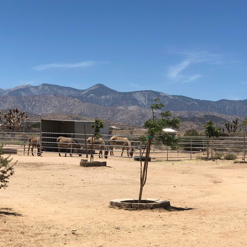 This California Sanctuary Is A One-Of-A-Kind Place To Get Up Close With Rescued Exotic Animals - Decor Hint Operating Hours And Admission Details