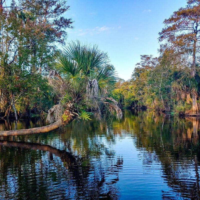 My Go To Park In Georgia For Wildlife Viewing Is Seminole State Park And This Is 15 Reasons Why It's So Special - Decor Hint Fascinating Snake Species Diversity