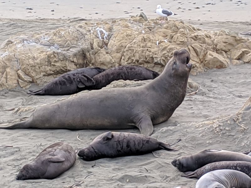 Elephant Seal Rookeries Become Wildlife Theaters