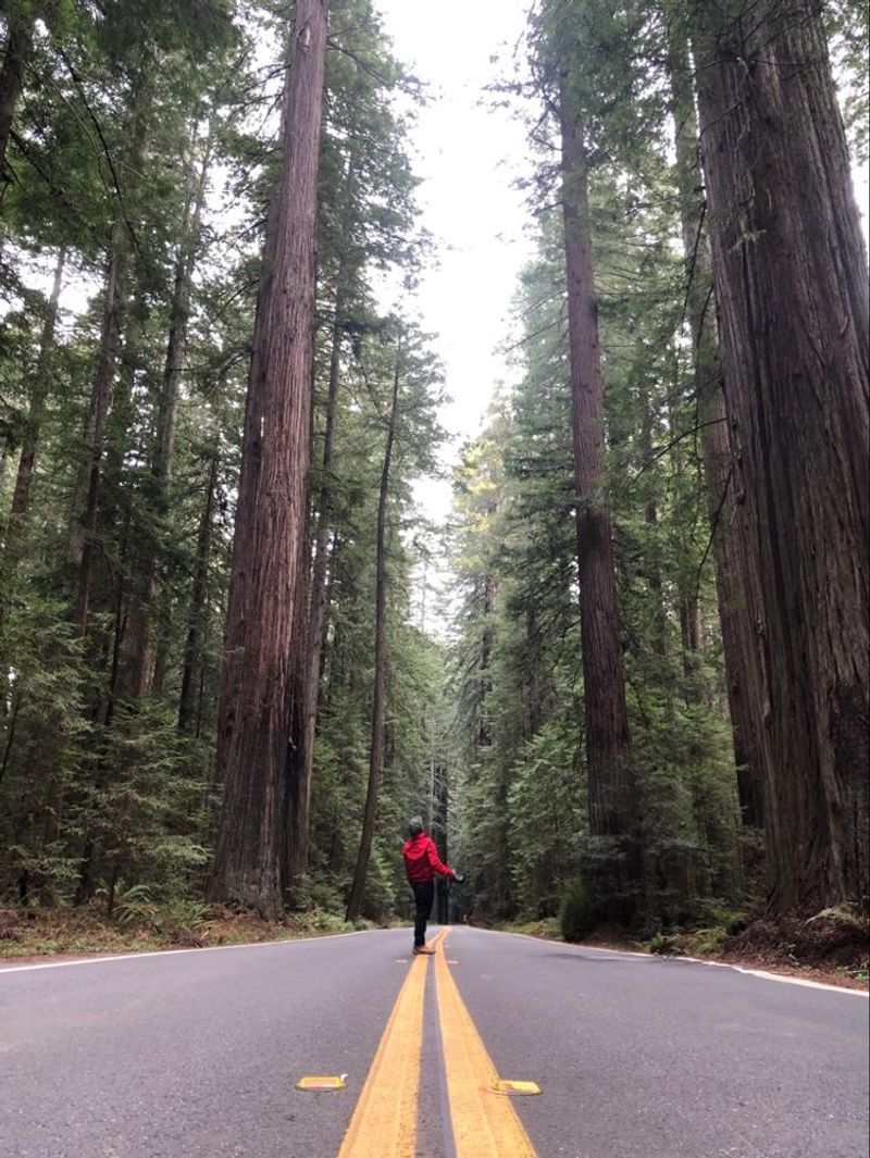This 31-Mile California Drive Feels Like A Journey Through A Storybook - Decor Hint Rockefeller Forest: The Largest Old-Growth Stand