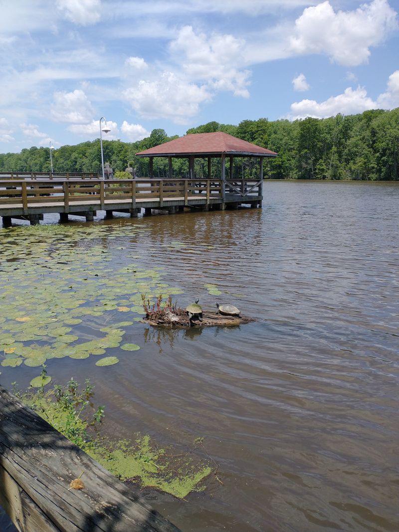 Birding Hotspot Attracts Enthusiasts To Wetland Habitats