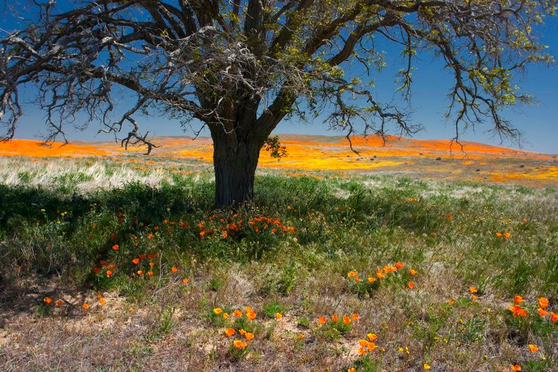 Shaded Picnic Areas Provide Restful Spots Near The Entrance