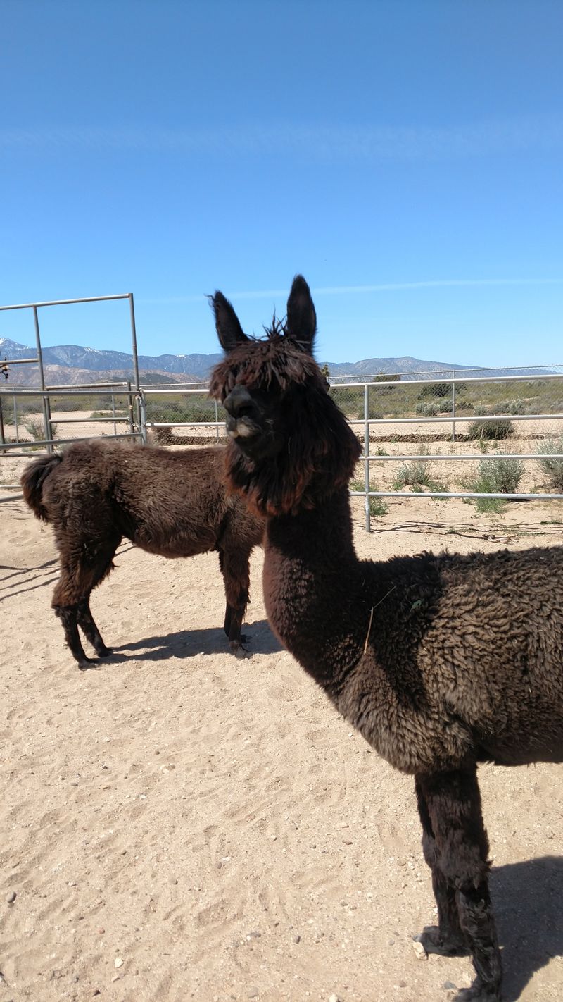 This California Sanctuary Is A One-Of-A-Kind Place To Get Up Close With Rescued Exotic Animals - Decor Hint Volunteer Opportunities Welcome Dedicated Helpers