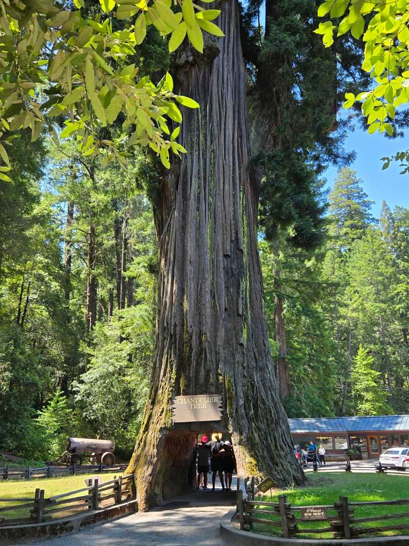 This 31-Mile California Drive Feels Like A Journey Through A Storybook - Decor Hint The Chandelier Tree In Leggett