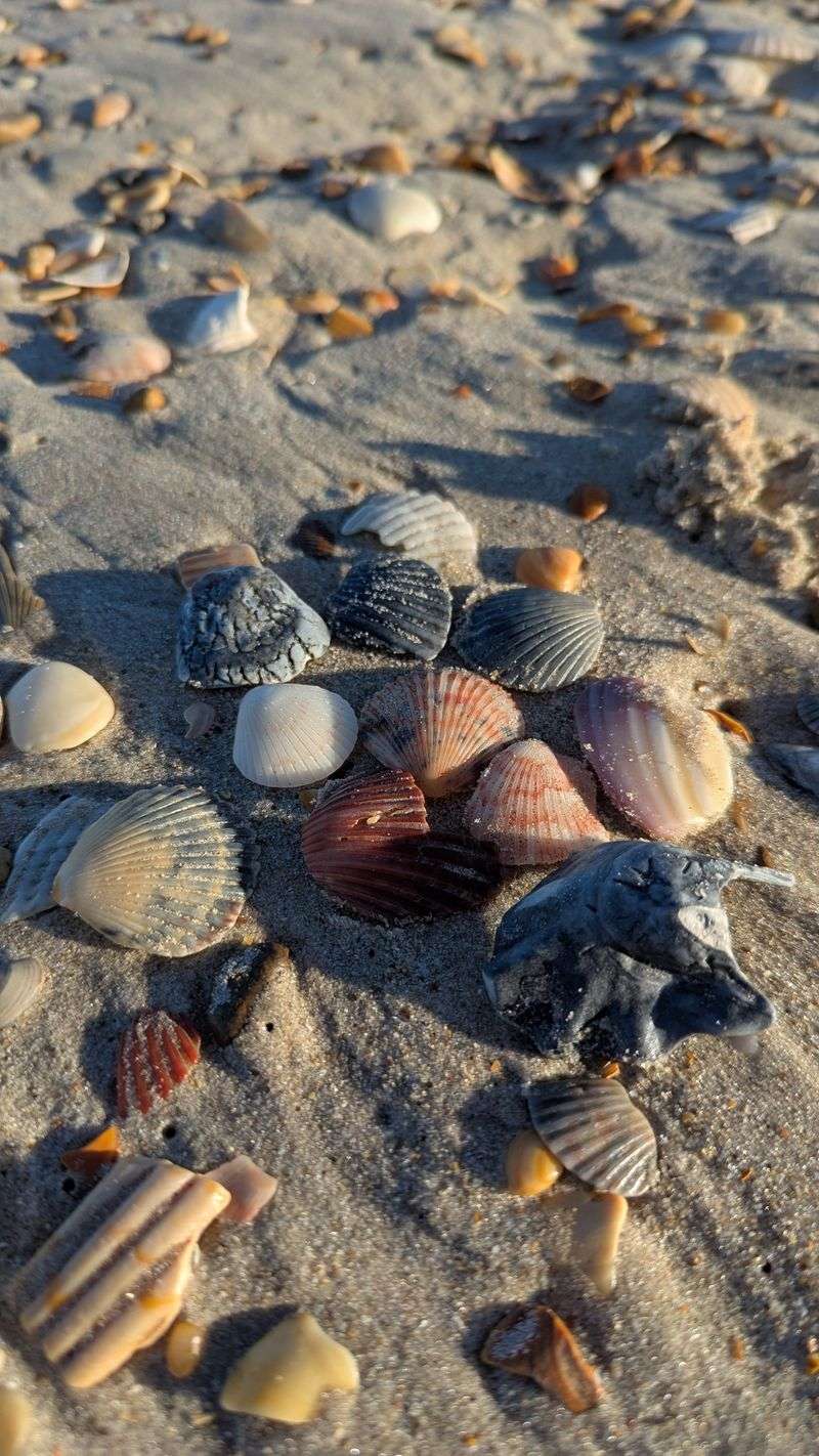 Abundant Shelling And Coquina Clams