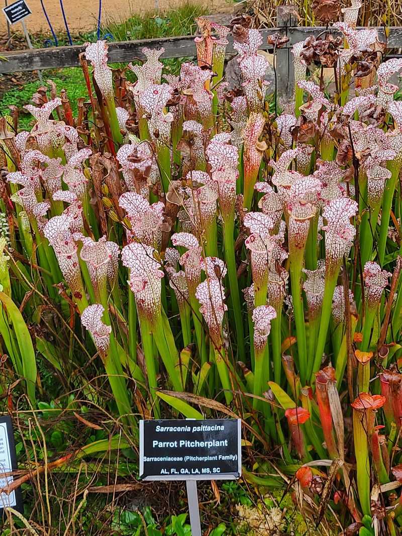 Extensive Plant Collections Showcase Regional Diversity