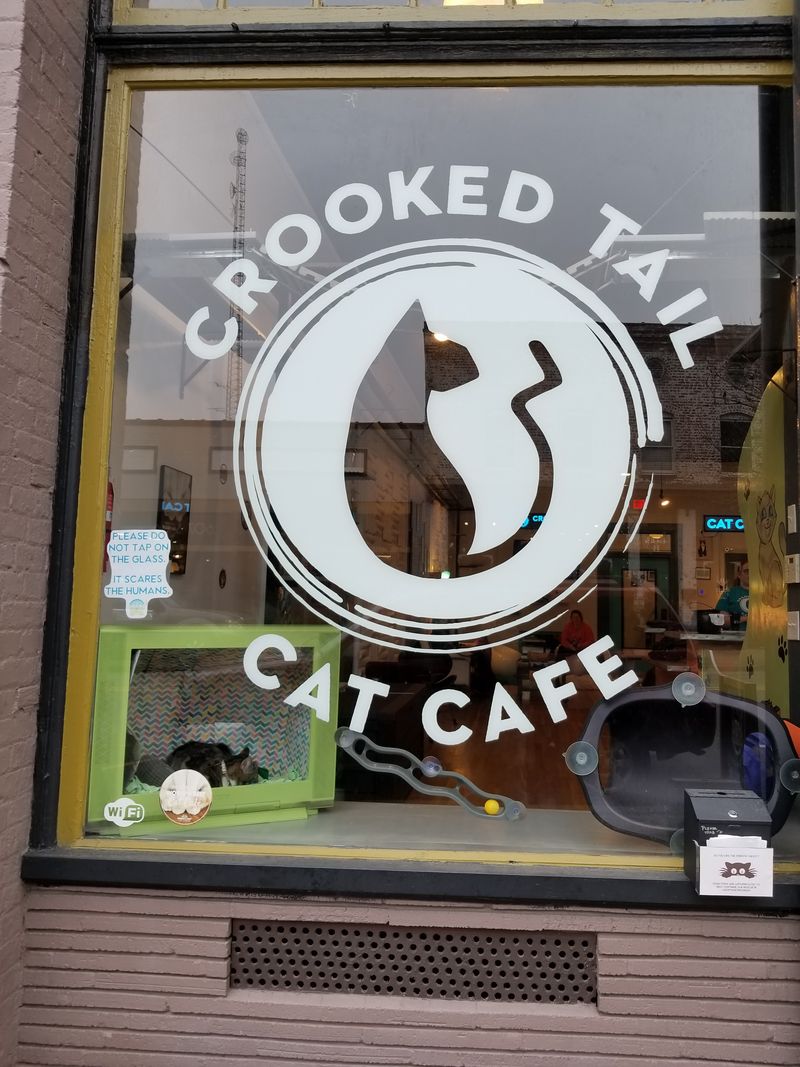 This North Carolina Rescue Cat Café Is Purr-fection In Every Sip And Snuggle - Decor Hint Tuesday Through Sunday Operating Hours