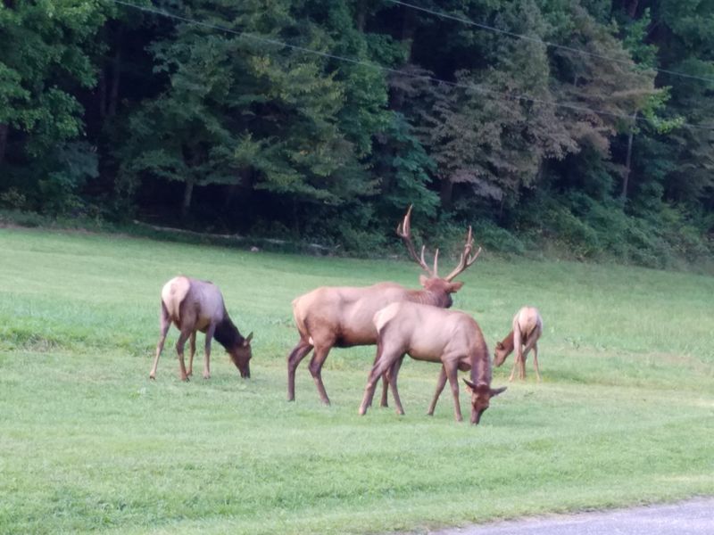 This North Carolina Ghost Town Is A Chilling Step Back In Time - Decor Hint Livestock And Livelihood