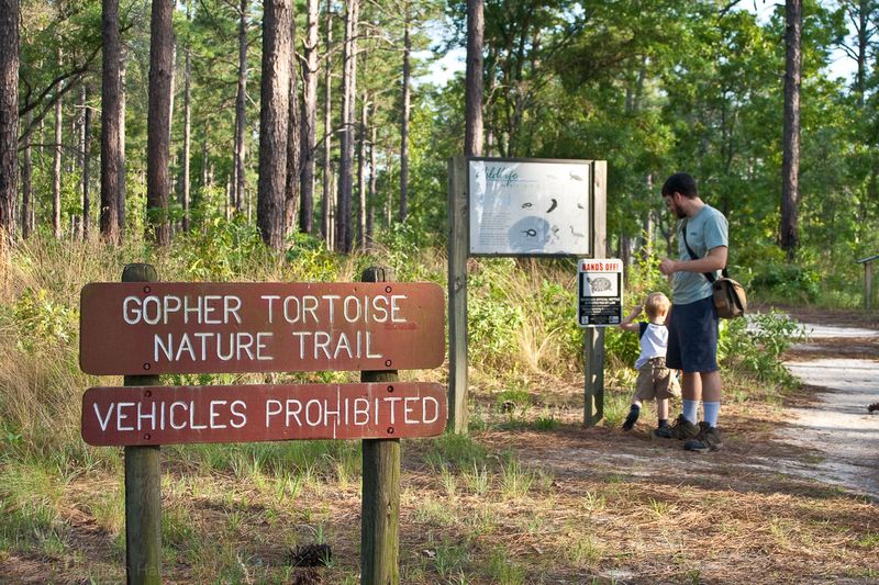My Go To Park In Georgia For Wildlife Viewing Is Seminole State Park And This Is 15 Reasons Why It's So Special - Decor Hint Abundant Fish-Eating Osprey