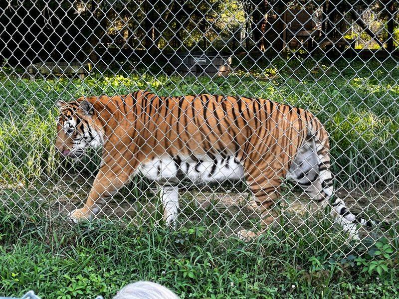 Carolina Tiger Rescue