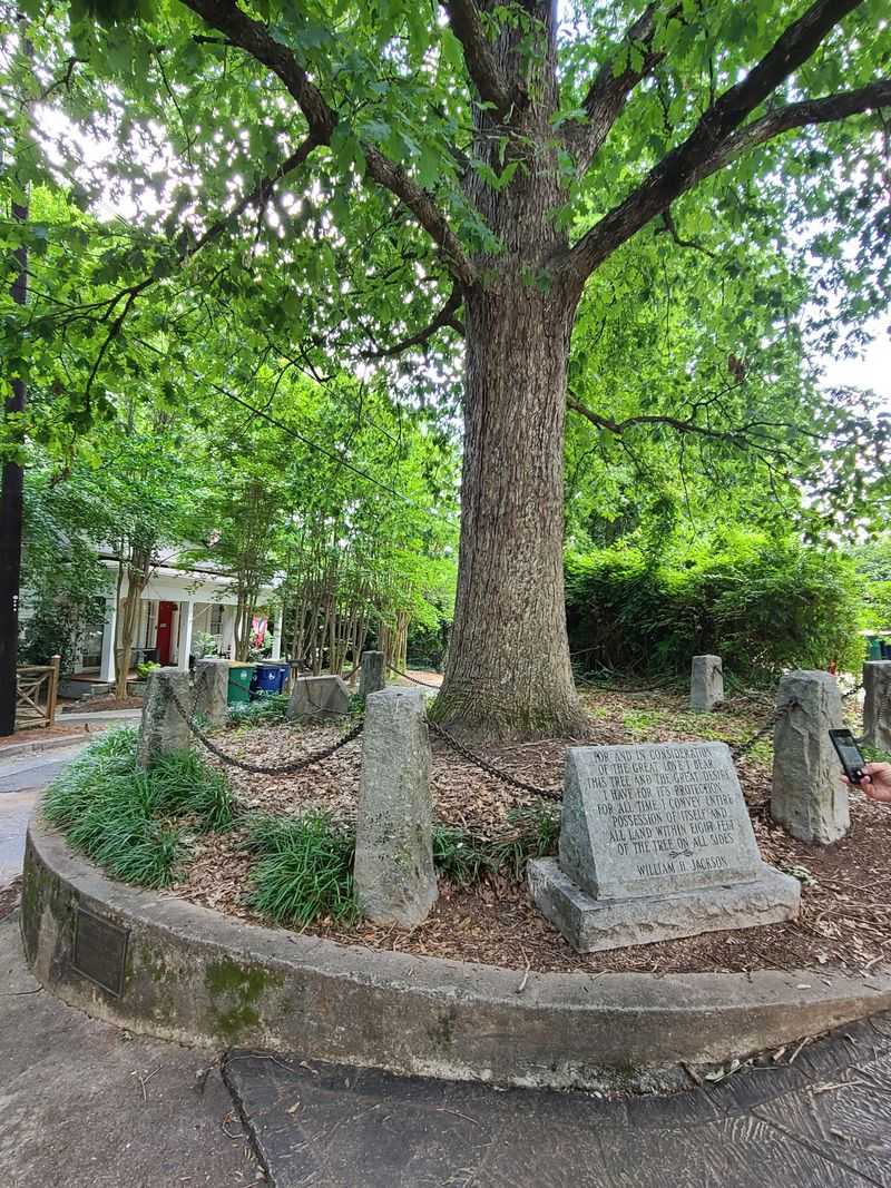 16 Secret Locations In Georgia Even Locals Don't Always Know About - Decor Hint The Tree That Owns Itself