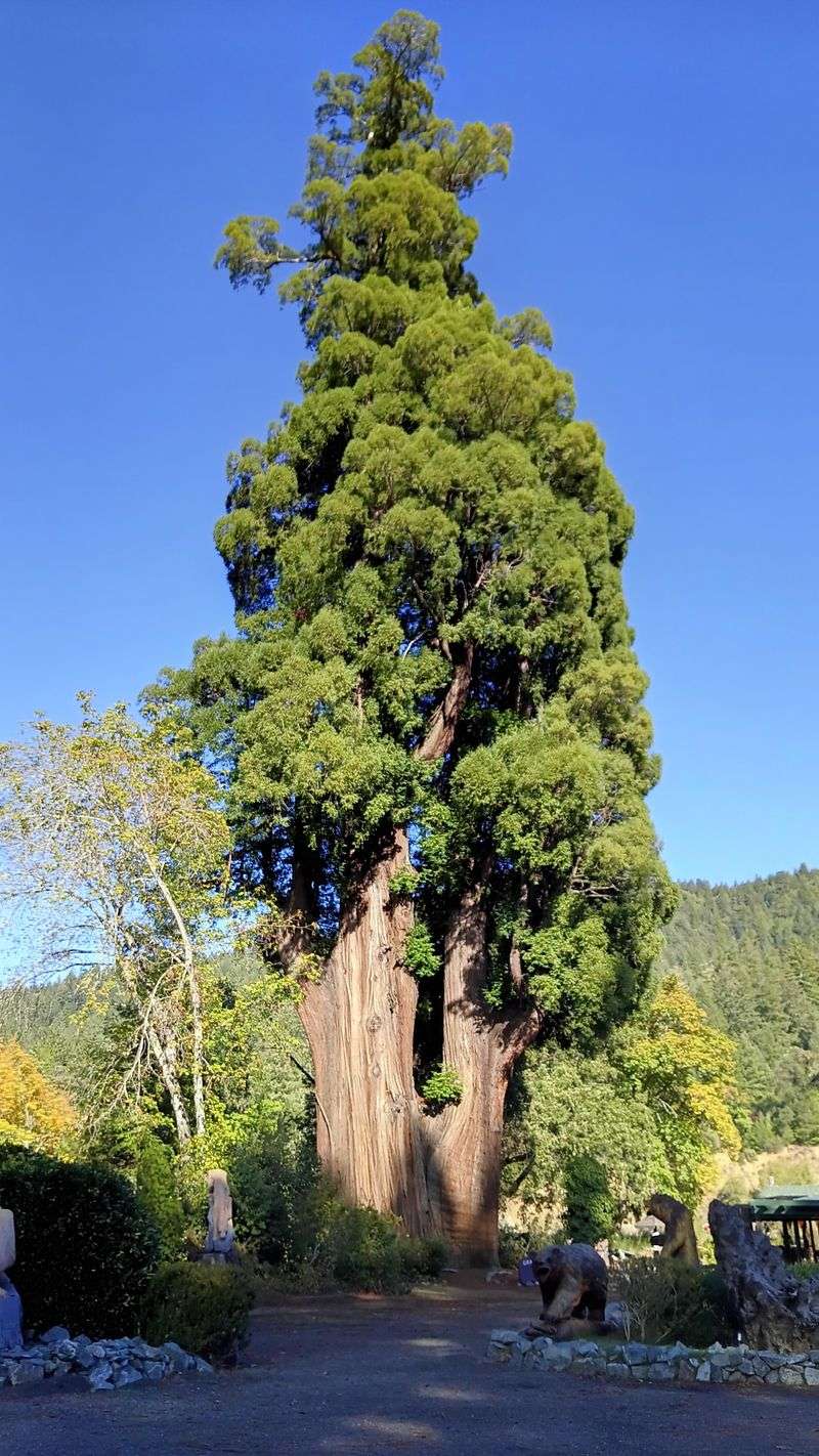 This 31-Mile California Drive Feels Like A Journey Through A Storybook - Decor Hint The Resilient Immortal Tree