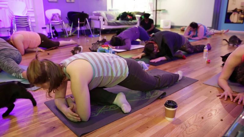 This North Carolina Rescue Cat Café Is Purr-fection In Every Sip And Snuggle - Decor Hint Special Events Add Extra Fun