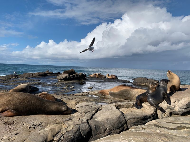 La Jolla Cove: Where Sea Lions Steal The Show