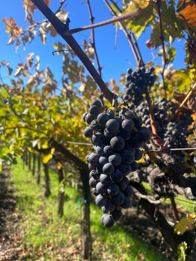 This California Wine Train Pairs Panoramic Views With Fine Dining - Decor Hint Extensive Selection From Napa Valley Producers