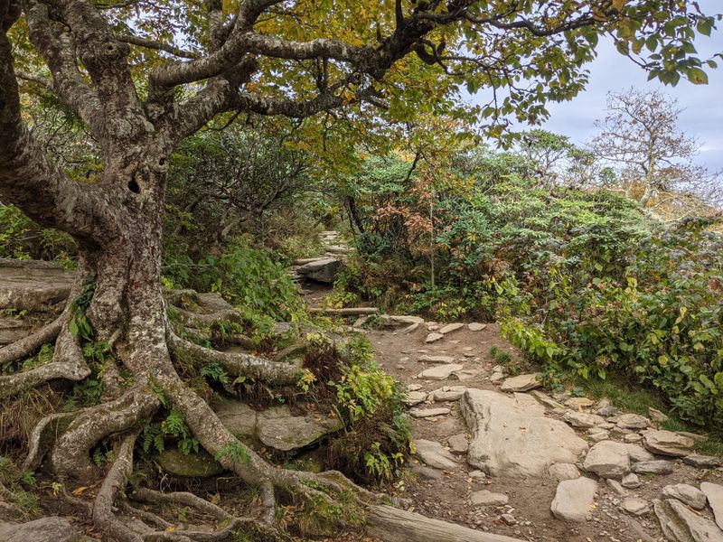 North Carolina's Most Scenic Hikes You Can Finish In A Day - Decor Hint Craggy Gardens Trail
