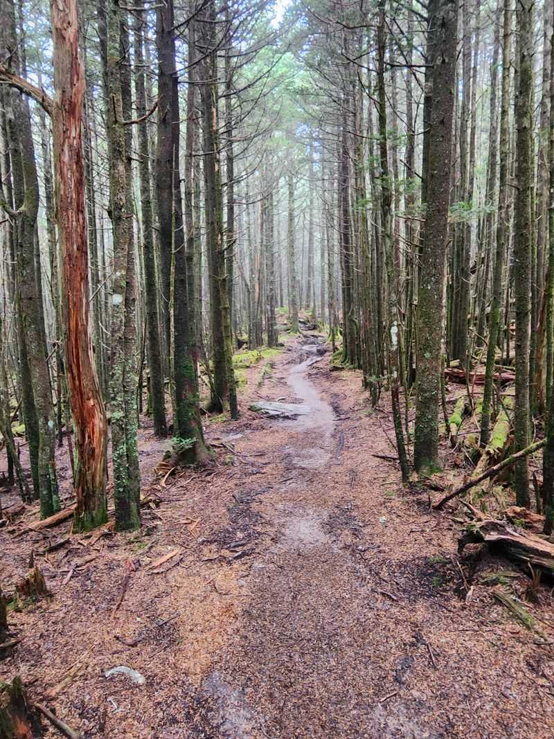 Mount Mitchell Trail