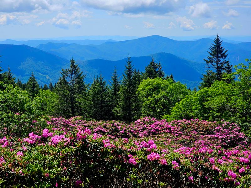 Roan Mountain: Balds And Rhododendrons Above The Clouds