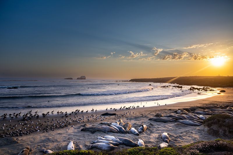 Elephant Seal Rookery Provides Year-Round Wildlife Viewing