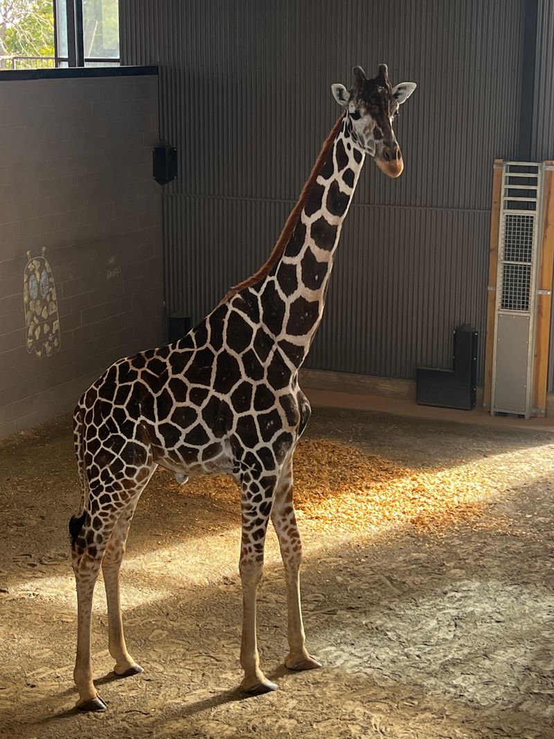 Georgia Safari Conservation Park