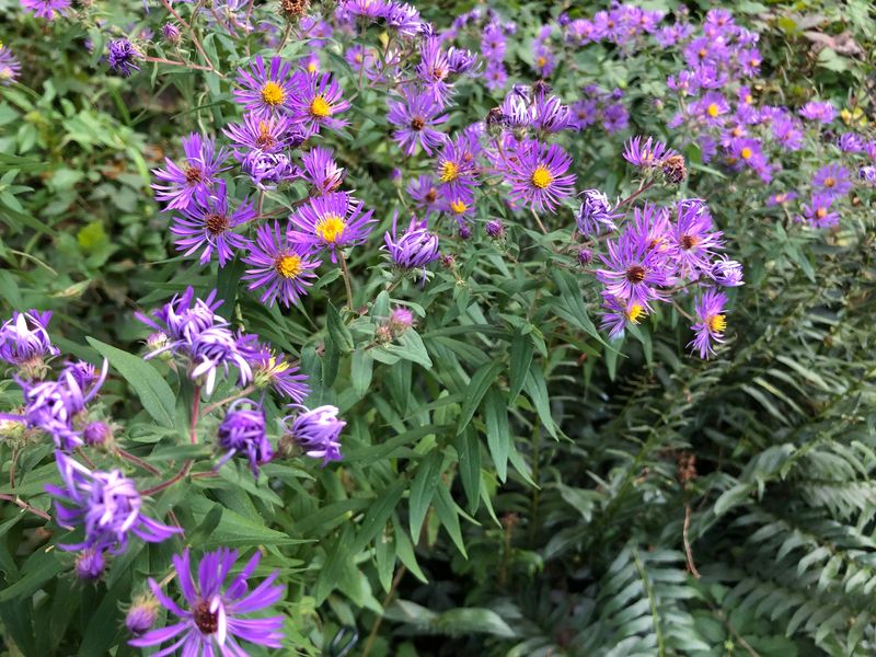 Seasonal Wildflower Displays