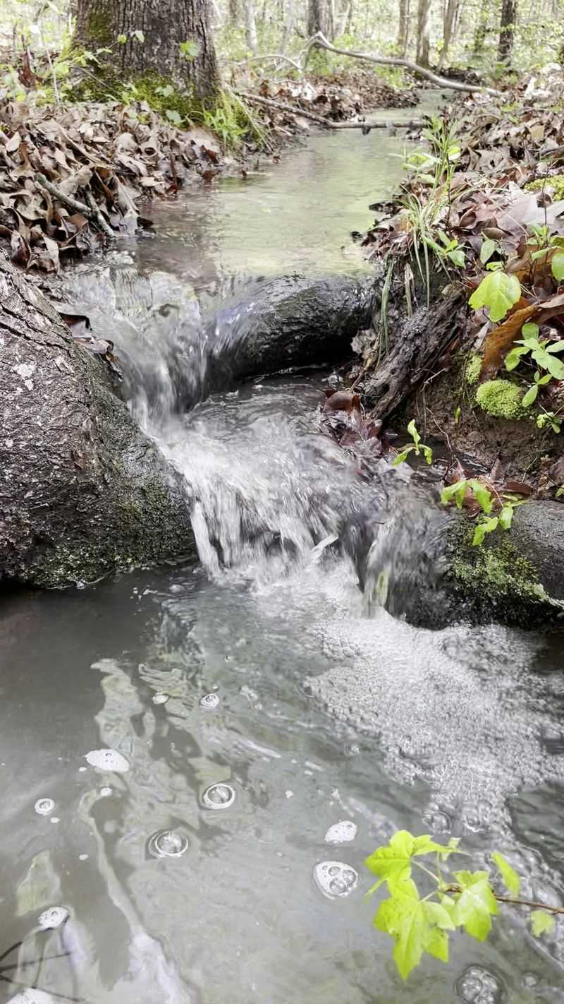 Rare Plants Like Lewis' Heartleaf Wild Ginger