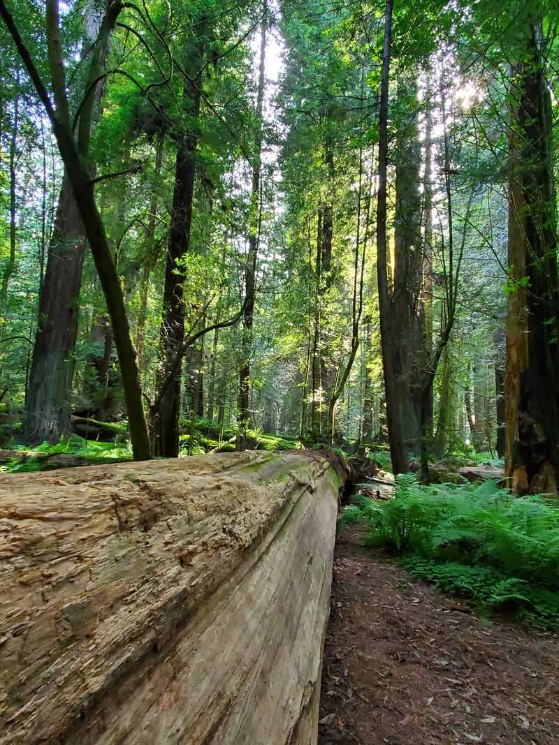 This 31-Mile California Drive Feels Like A Journey Through A Storybook - Decor Hint Founder's Grove And Its Famous Residents