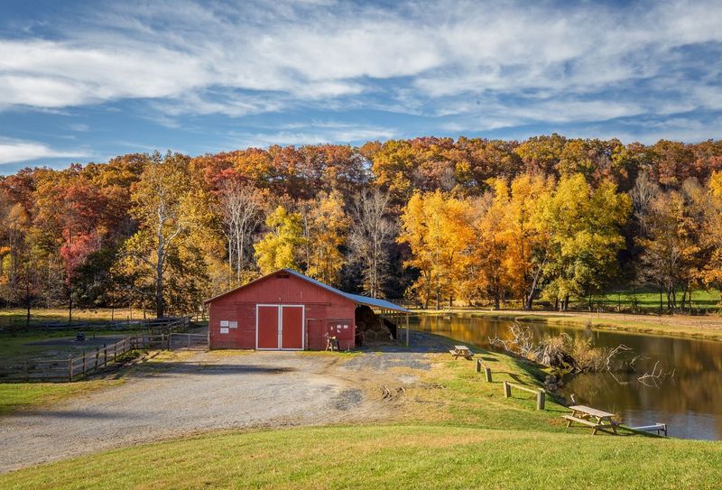 The Horses Are Well Cared For And Full Of Personality