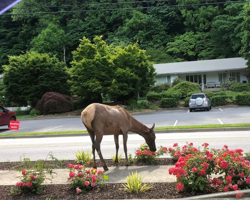 13 Rookie Mistakes To Skip When Visiting Cherokee, North Carolina - Decor Hint Disrespecting Wildlife Safety Guidelines