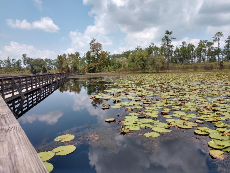 My Go To Park In Georgia For Wildlife Viewing Is Seminole State Park And This Is 15 Reasons Why It's So Special - Decor Hint Outstanding Bird Diversity Year-Round