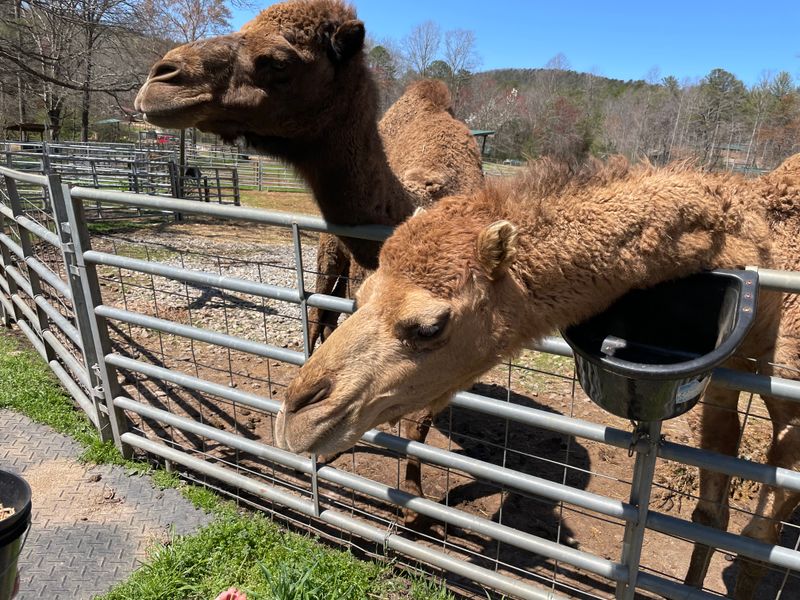 Hands-On Animal Encounters