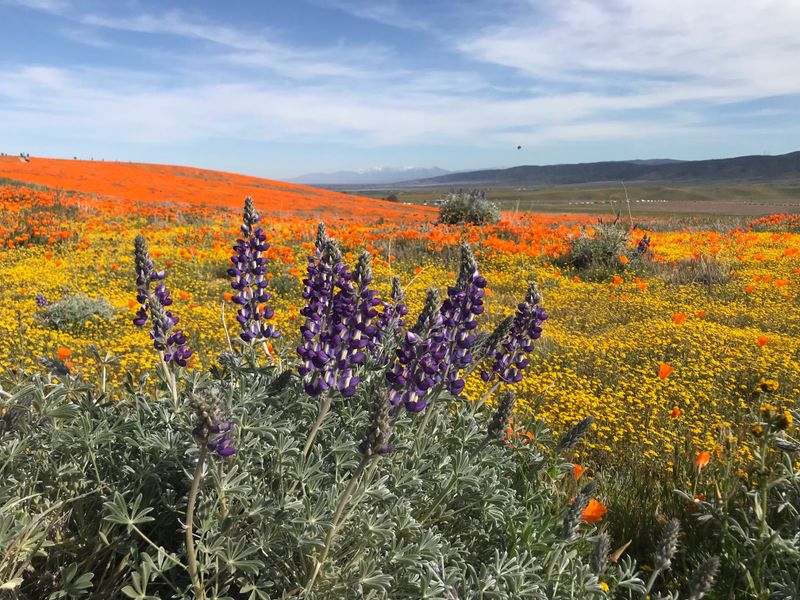 Wildflower Diversity Extends Beyond California Poppies