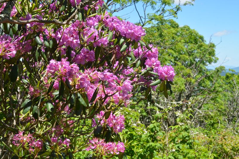 Craggy Gardens: Rhododendron Wonderland Along The Parkway