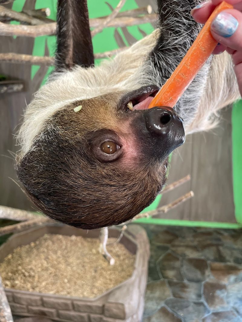 Lemur Island Adventure