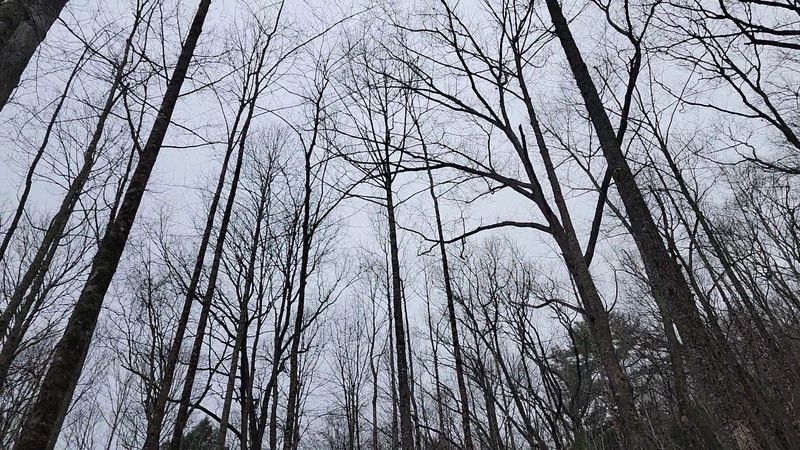 Blood Mountain Wilderness Dispersed Area