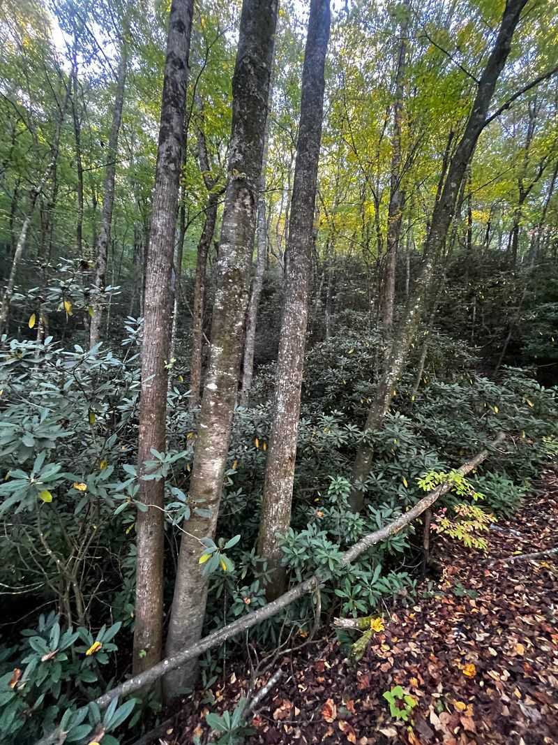 Dukes Creek Falls Trail