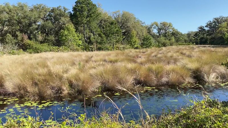 Cumberland Island National Seashore