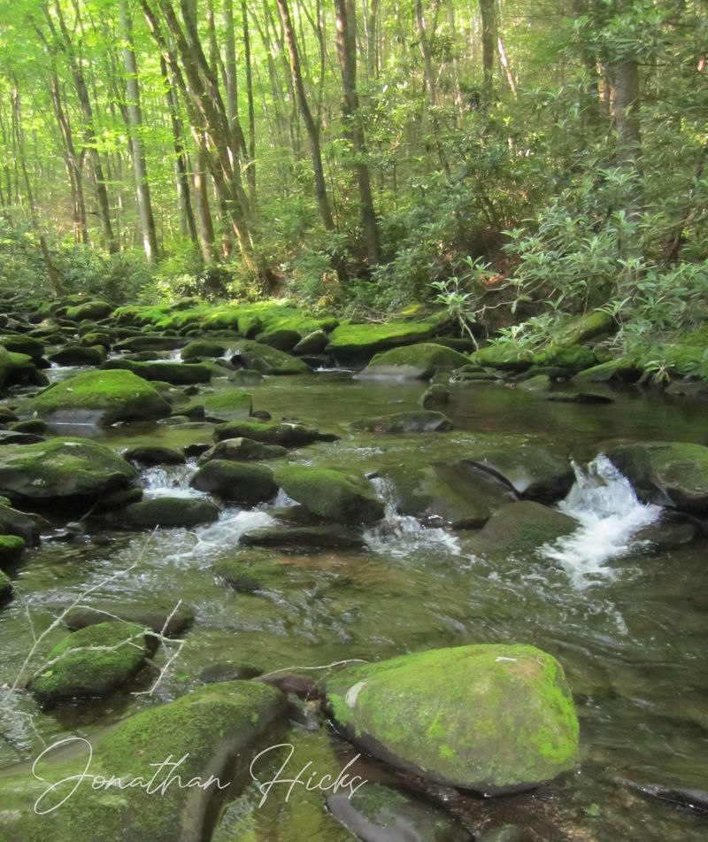 Cohutta Wilderness Camping