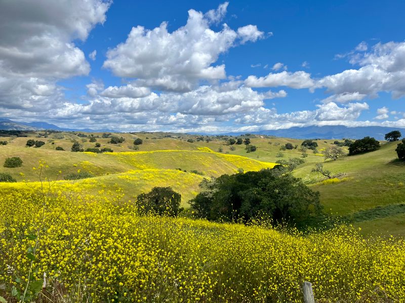Santa Ynez Valley