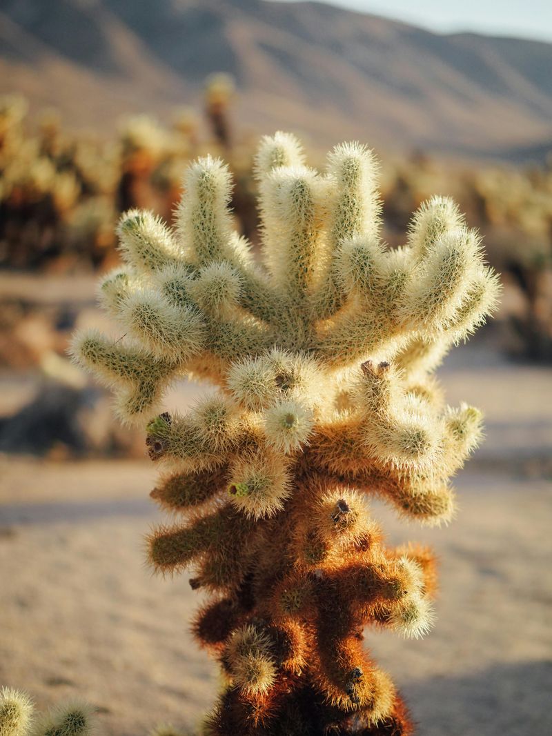 12 Once-Beloved Arizona Foods Locals Say Are Nearly Impossible To Find Now - Decor Hint Cholla Buds