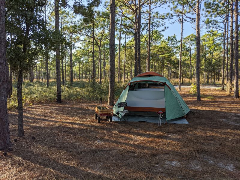 Camping Under Ancient Oak Canopies