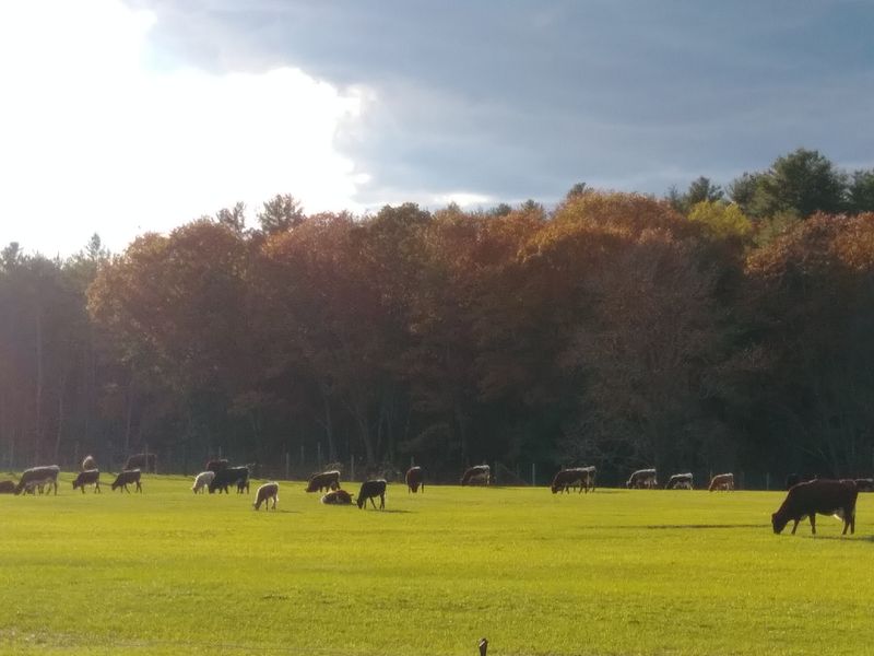 12 New Hampshire Grocery Stores Known For Fresh Cuts And New England Farm Quality - Decor Hint Brookvale Mercantile